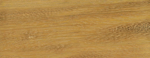 Tali Holz Profil