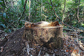 Tropenholz-Baumstumpf mit Herkunftsplakette